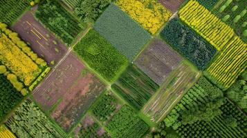 A view from above shows the intricate patterns of interplanted crops in the biofuel farm resembling a colorful mosaic of greens yellows and purples. This od allows for efficient use photo