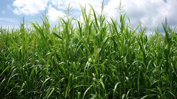 A field of tall green plants sway gently in the wind. Close inspection reveals that these plants are being grown specifically for use in biofuel production providing a sustainable photo