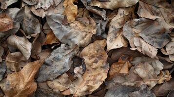 A closeup image of a pile of dried and crinkled leaves over a biofuel crop emphasizing the process of decomposition and how it enriches the soil with essential nutrients. These fallen photo