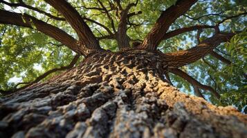 Some branches on the tree may be smaller than others representing the persons current aspirations and the room for growth and development photo