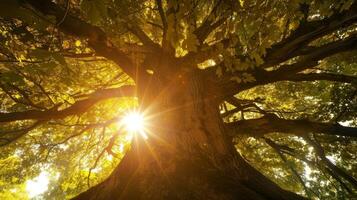 The sun shines down on the tree providing it with nourishment and warmth just as the persons passions and desires fuel their journey towards their aspirations photo