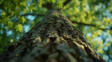 The trunk of the tree stands strong and sy symbolizing the persons determination and perseverance photo