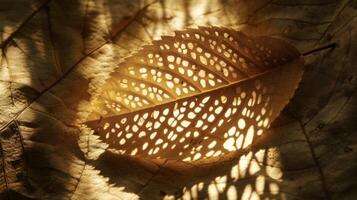 A closeup of a leaf with sunlight shining through it casting a lacy shadow on a textured background photo