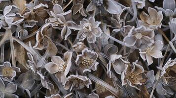 A of dead wildflowers frozen solid and covered in a glistening layer of ice. Despite their delicate appearance the flowers seem to hold onto their beauty even in the hars photo