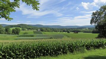 On a beautiful green field rows upon rows of corn plants stood tall and strong. In the distance a tractor could be seen tilling the soil preparing the land for the next harvest photo