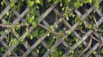 The intricate pattern of hop vines twisting and twining around a supporting trellis like a natural work of art photo