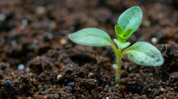 A macro shot of a tiny seedling sprouting out of soil with the edges of green leaves just emerging photo