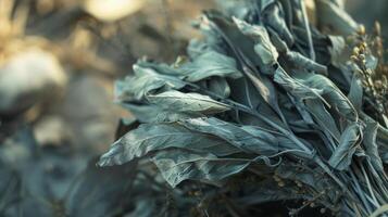 Closeup of a bundle of dried sage used in many traditional cultures for purification and cleansing rituals photo