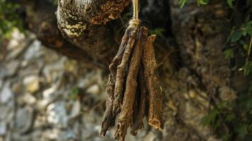 A bunch of dried bark hangs from a string its rough texture and earthy scent hint at its healing properties. This bark is often used in traditional healing rituals though photo