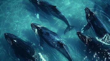 A group of humpback whales traveling together in the ocean their songs echoing across the water as they migrate to warmer waters photo