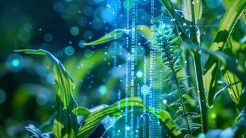 Using advanced software scientists analyze genetic data from a sample of plant species to identify genes that may be linked to drought resistance and crop yield photo