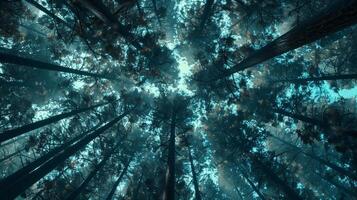 As you wandered deeper into the Abstract Data Forest the trees became more densely packed showcasing the immense amount of data present in the forest photo