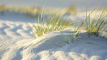 A closeup of a dunes edge where small tufts of grass cling to the smooth rolling sand and create an interesting contrast photo