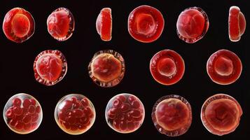 A of erythrocytes in various stages of development highlighting the efficiency of the erythropoietic process in the bone marrow photo