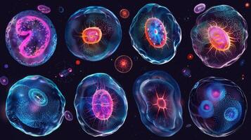 A series of images capturing the different stages of mitosis in a human cell from prophase to telophase photo