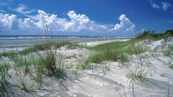 A sandy beach with dunes and seagrass providing nesting grounds for sea turtles and refuge for shorebirds photo