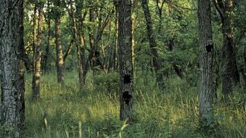 A grove of trees with hollow trunks offering nesting and roosting spots for owls woods and other cavitydwelling birds photo