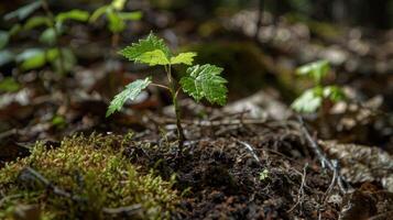 A small but determined tree sapling pushing its way through the soil towards the sunlight photo