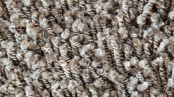 Hints of fine fluffy wool peeking out from a tightly looped dense carpet texture photo