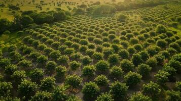 In a sprawling mango orchard autonomous sprayers work tirelessly to provide the perfect balance of water nutrients and protection against pests photo