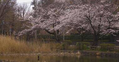 Cherry blossom at the park near the river daytime cloudy long shot video