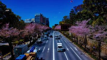 en Timelapse av de körsbär gata på yasukuni aveny i tokyo bred skott zoom video