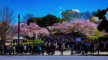 A timelapse of the crowds with cherry trees at Kudanshita street in Tokyo in spring wide shot tilt video