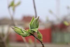 Spring buds on the tree branch. photo