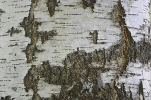 Texture of birch bark of a tree trunk close-up. Natural background. photo