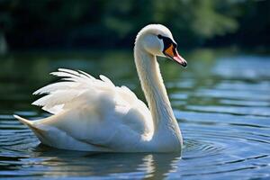 A white swan swims through the blue transparent water of a lake surrounded by green trees. Beautiful bird. photo