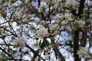 Blooming Branches of apple tree at spring close up. photo