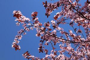 Blooming branches of tree close up. Spring wallpaper. photo