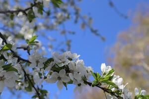 Blooming branches of tree close up. Spring wallpaper. photo