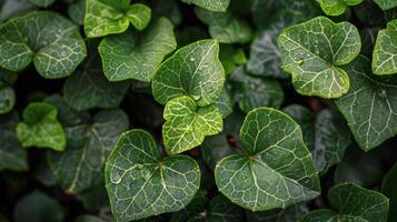 Close Up View of Fresh Green Mint Leaves in the Garden photo