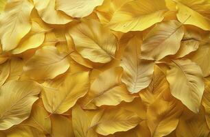 Close Up of Yellow Fallen Leaves on the Ground in Autumn photo