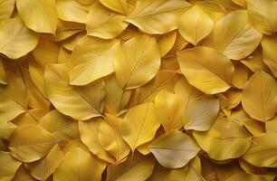 Close Up of Golden Autumn Leaves on the Forest Floor photo