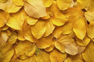 cerca arriba de dorado otoño hojas en el bosque piso foto