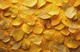 Close Up of Yellow Fallen Leaves on the Ground in Autumn photo