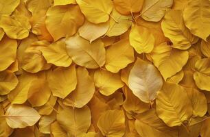 Close Up of Golden Autumn Leaves on the Forest Floor photo