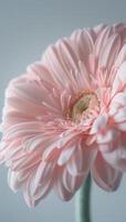 cerca arriba de un rosado gerbera margarita flor en floración foto