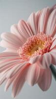 cerca arriba de un rosado gerbera margarita flor en floración foto