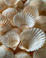 Close Up of White Oyster Mushrooms in a Pile photo