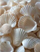 Close Up of White Oyster Mushrooms in a Pile photo