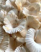 Close Up of White Oyster Mushrooms in a Pile photo