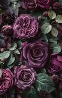 Close Up of Purple and Red Roses in Full Bloom photo