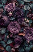 Close Up of Purple and Red Roses in Full Bloom photo