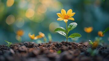 A Single Yellow Flower Blooming in the Garden on a Sunny Day photo