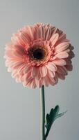 Single Pink Gerbera Daisy Flower Against Gray Background photo