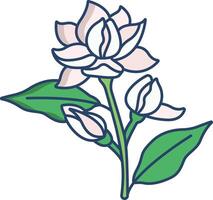Jasmine flower linear color illustration vector