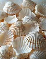 Close Up of White and Brown Scallop Shells photo